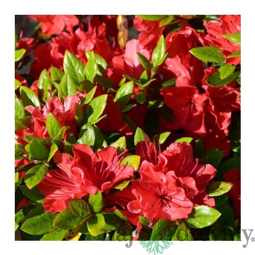 Azalka japonská oranžová, v črepníku Azalea japonica