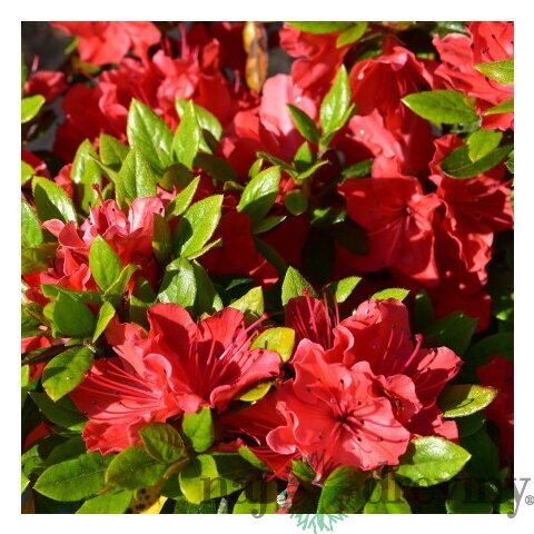 Azalka japonská oranžová, v črepníku Azalea japonica