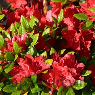 Azalka japonská oranžová, v črepníku Azalea japonica
