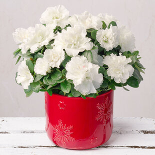 Azalka japonská Pleasant White, výška 20/+ cm, v črepníku Azalea japonica Pleasant White