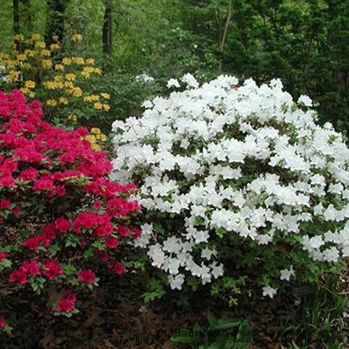 Azalka japonská Pleasant White, výška 20/+ cm, v črepníku Azalea japonica Pleasant White
