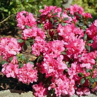 Azalka japonská ‘Rokoko‘ - ružová, výška 20/+ cm, v črepníku 2l Azalea japonica ‘Rokoko‘