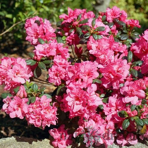 Azalka japonská ‘Rokoko‘ - ružová, výška 20/+ cm, v črepníku 2l Azalea japonica ‘Rokoko‘