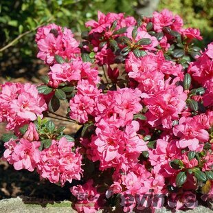 Azalka japonská ‘Rokoko‘ - ružová, výška 20/+ cm, v črepníku 2l Azalea japonica ‘Rokoko‘