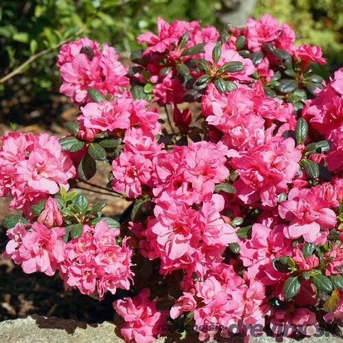 Azalka japonská ‘Rokoko‘ - ružová, výška 20/+ cm, v črepníku 2l Azalea japonica ‘Rokoko‘