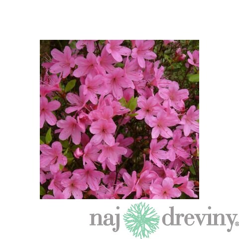 Azalka japonská ružová, v črepníku Azalea japonica