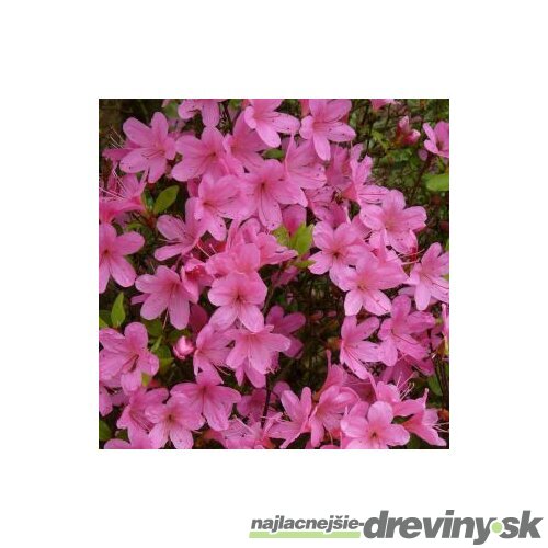 Azalka japonská ružová, v črepníku Azalea japonica