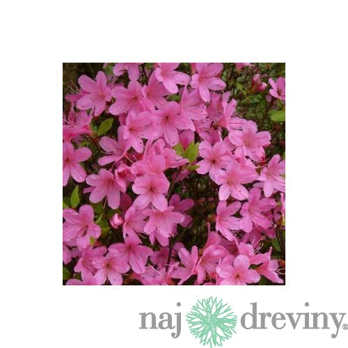 Azalka japonská ružová, v črepníku Azalea japonica