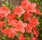 Azalka japonská Satschiko, výška 20/+ cm, v črepníku Azalea japonica ‘Satschiko‘
