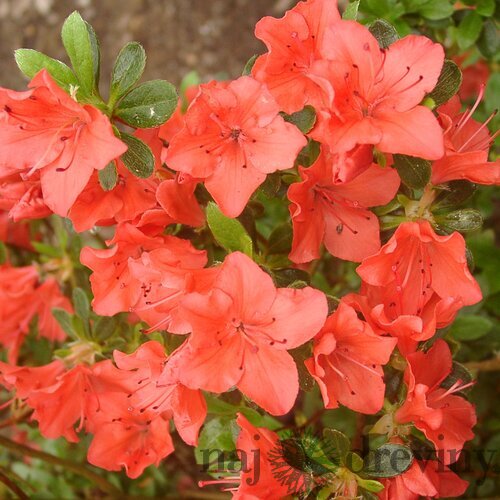 Azalka japonská Satschiko, výška 20/+ cm, v črepníku Azalea japonica ‘Satschiko‘