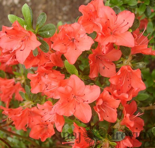 Azalka japonská Satschiko, výška 20/+ cm, v črepníku Azalea japonica ‘Satschiko‘
