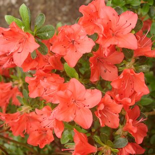 Azalka japonská Satschiko, výška 20/+ cm, v črepníku Azalea japonica ‘Satschiko‘