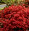 Azalka japonská XL, výška 80/100 cm, v črepníku Azalea japonica