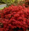 Azalka japonská XL, výška 80/100 cm, v črepníku Azalea japonica