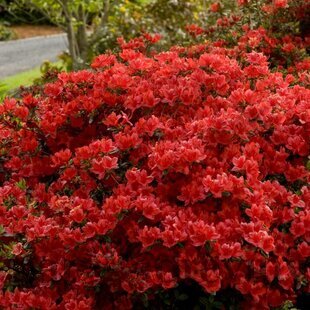 Azalka japonská XL, výška 80/100 cm, v črepníku Azalea japonica