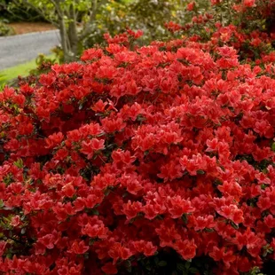 Azalka japonská XL, výška 80/100 cm, v črepníku Azalea japonica