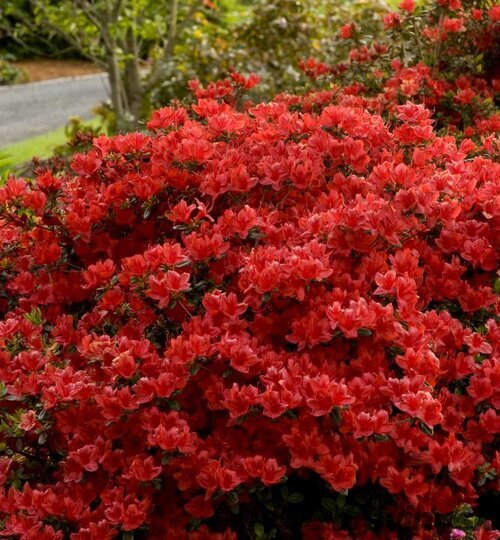Azalka japonská XL, výška 80/100 cm, v črepníku Azalea japonica