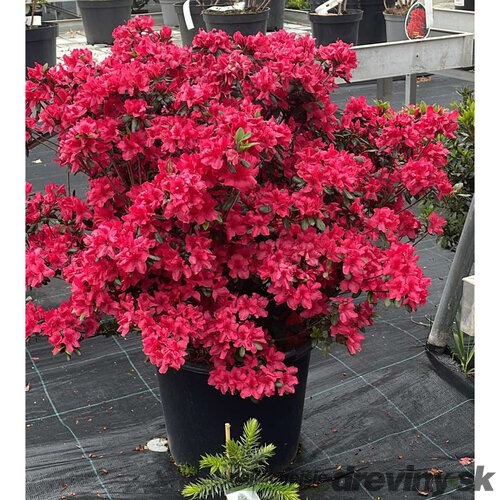 Azalka japonská XXL, výška 90/110 cm, v črepníku Azalea japonica