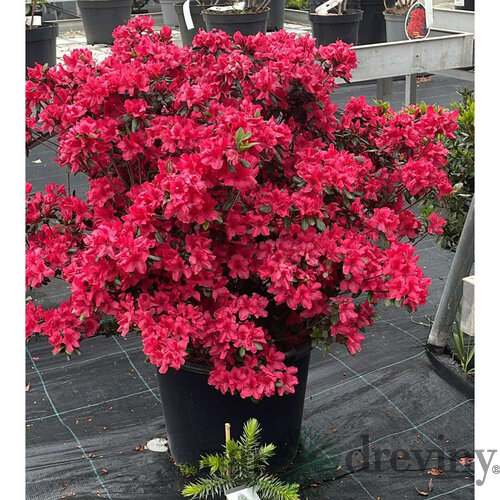Azalka japonská XXL, výška 90/110 cm, v črepníku Azalea japonica