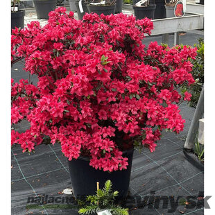 Azalka japonská XXL, výška 90/110 cm, v črepníku Azalea japonica