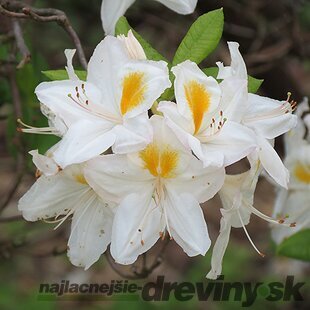 Azalka veľkokvetá Knap Hill - bieložltá, výška 60/80 cm, v črepníku Azalea Knap Hill PJM Elite
