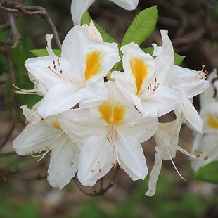 Azalka veľkokvetá Knap Hill - bieložltá, výška 60/80 cm, v črepníku Azalea Knap Hill PJM Elite