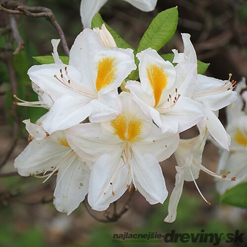 Azalka veľkokvetá Knap Hill - bieložltá, výška 60/80 cm, v črepníku Azalea Knap Hill PJM Elite