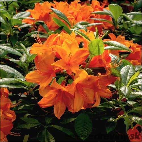 Azalka veľkokvetá Knap Hill - oranžová, výška 60/80 cm, v črepníku Azalea Knap Hill PJM Elite