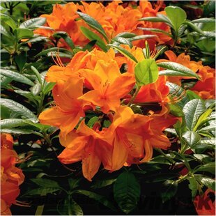 Azalka veľkokvetá Knap Hill - oranžová, výška 60/80 cm, v črepníku Azalea Knap Hill PJM Elite