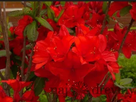 Azalka veľkokvetá Nabucco 60/80 cm, v črepníku Azalea Knap Hill Nabucco