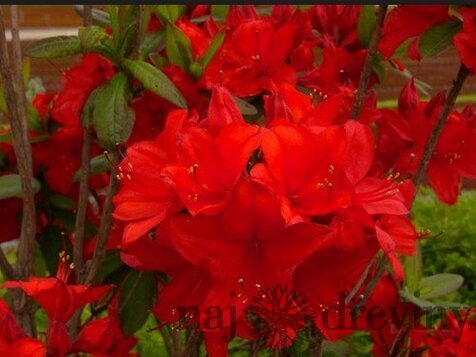 Azalka veľkokvetá Nabucco 60/80 cm, v črepníku Azalea Knap Hill Nabucco