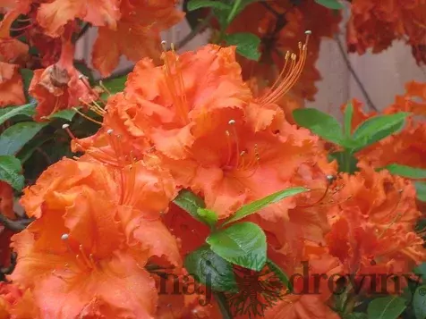 azalka veľkokvetá - oranžová
