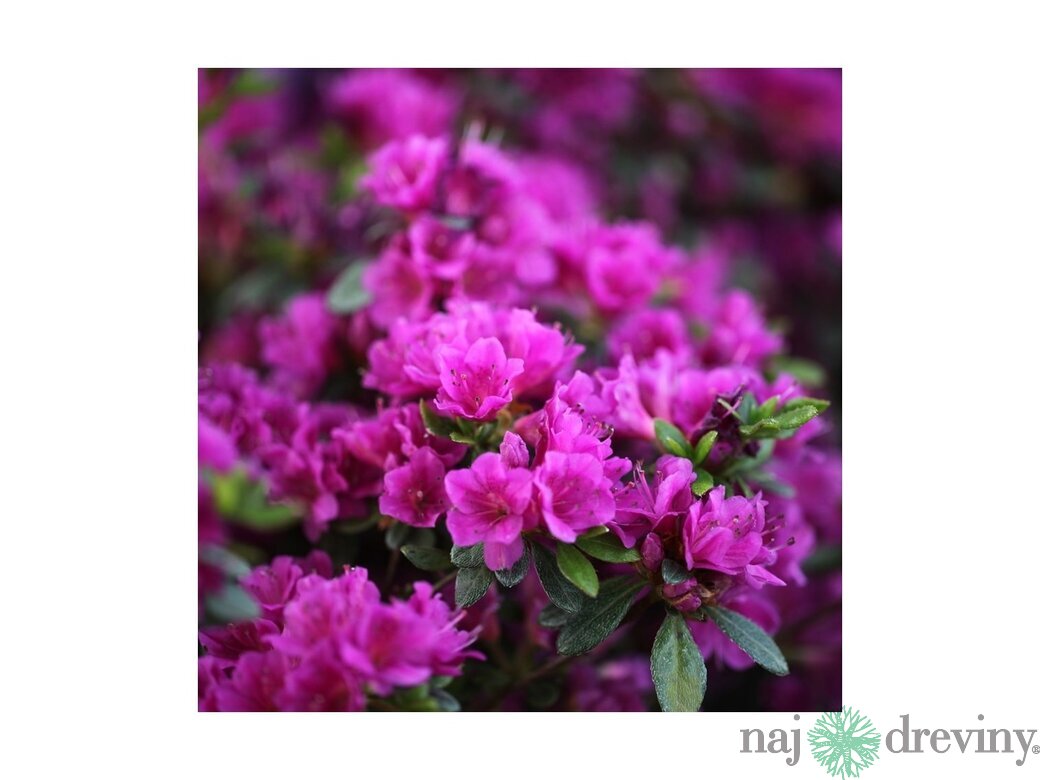 Azalky a rododendróny do okrasnej záhrady