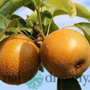Ázijská hruška ´CHOJURO´, výška 140/180 cm, 2-ročná, podpník hruška Kaukazská, voľnokorenná Pyrus pyrifolia Chojuro