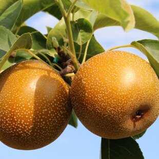 Ázijská hruška ´CHOJURO´, výška 140/180 cm, 2-ročná, podpník hruška Kaukazská, voľnokorenná Pyrus pyrifolia Chojuro
