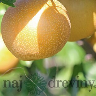 Ázijská hruška ´EARLY SHU´, výška 140/180 cm, 2-ročná, podpník hruška Kaukazská, voľnokorenná Pyrus pyrifolia Early Shu