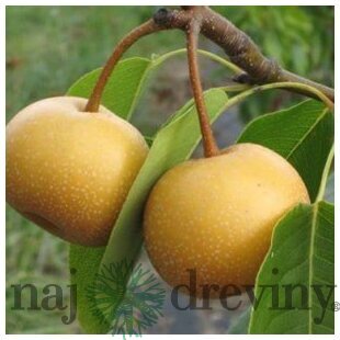 Ázijská hruška ´Hayatama´, výška 140/180 cm, 2-ročná, podpník hruška Kaukazská, voľnokorenná Pyrus pyrifolia Hayatama