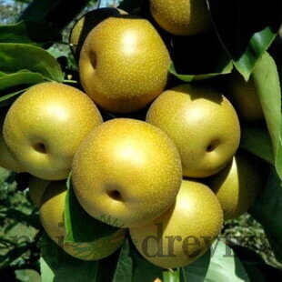 Ázijská hruška ´Hong-Li´, výška 140/180 cm, 2-ročná, podpník hruška Kaukazská, voľnokorenná Pyrus pyrifolia Hong-Li