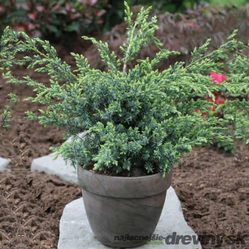 Balík 10ks Borievka čínska Blue Alps, výška 20/30 cm, v črepníku P9 Juniperus chinensis