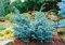 Balík 10ks Borievka čínska Blue Alps, výška 20/30 cm, v črepníku P9 Juniperus chinensis