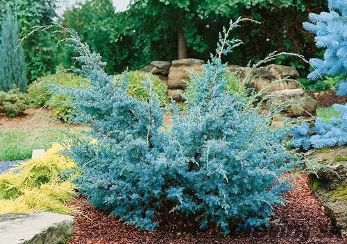 Balík 10ks Borievka čínska Blue Alps, výška 20/30 cm, v črepníku P9 Juniperus chinensis