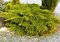 Balík 10ks Borievka čínska Kuriwao Gold, výška 20/30 cm, v črepníku P9 Juniperus chinensis