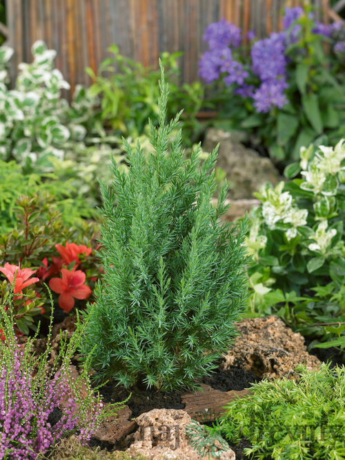 Balík 10ks Borievka čínska Stricta 10/20 cm, v črepníku P9 Juniperus chinensis stricta