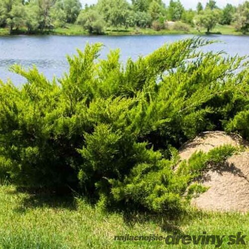 Balík 10ks Borievka netatová Tamariscifolia, výška 15/20 cm, v črepníku P9 Juniperus sabina