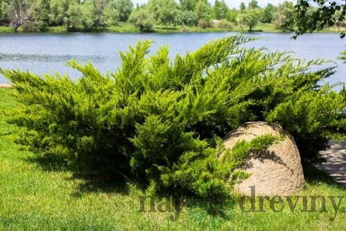 Balík 10ks Borievka netatová Tamariscifolia, výška 15/20 cm, v črepníku P9 Juniperus sabina
