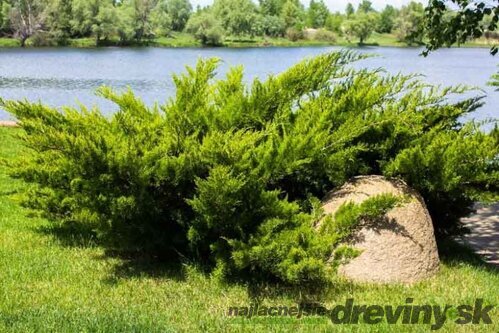 Balík 10ks Borievka netatová Tamariscifolia, výška 15/20 cm, v črepníku P9 Juniperus sabina