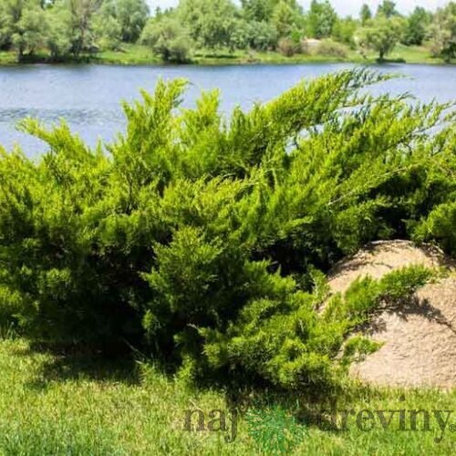 Balík 10ks Borievka netatová Tamariscifolia, výška 15/20 cm, v črepníku P9 Juniperus sabina