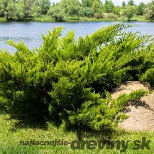 Balík 10ks Borievka netatová Tamariscifolia, výška 15/20 cm, v črepníku P9 Juniperus sabina