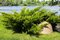 Balík 10ks Borievka netatová Tamariscifolia, výška 15/20 cm, v črepníku P9 Juniperus sabina