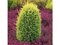 Balík 10ks Borievka obyčajná Gold Cone, výška 20/25 cm, v črepníku P9 Juniperus communis